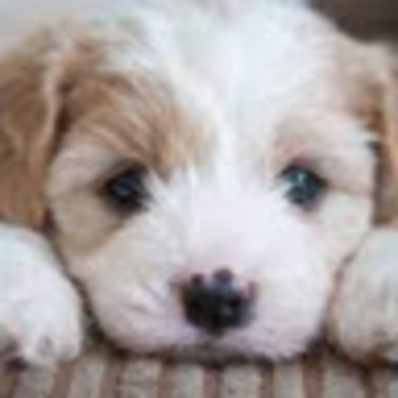 Meet your Posher, Riverdale - Picture 1 of 1